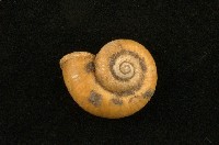 藏品(臺灣山蝸牛)的圖片